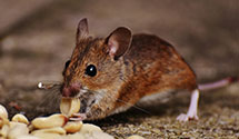 24 Hour & Emergency Exterminators in Bellaire, TX